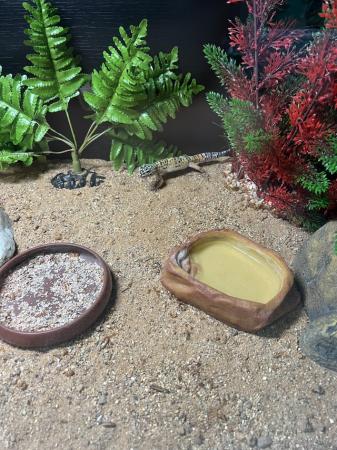 Image 5 of Beautiful Young Leopard Gecko