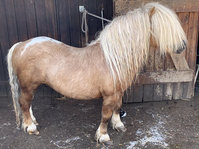 Preview of the first image of (Fully Licensed Shetland stallion).