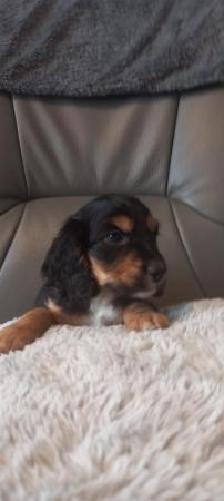 Image 2 of Stunning working cocker spaniel puppies ready soon