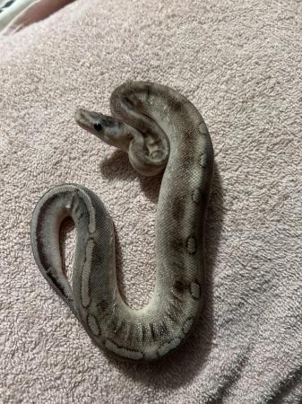 Image 4 of Royal / ball pythons adult ,sub adult hatching