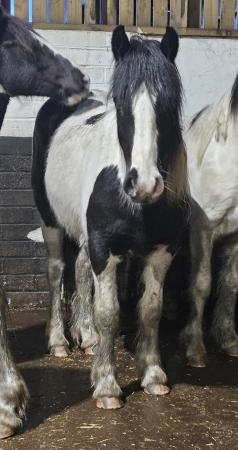 Image 1 of Beautiful cob cross american paint filly