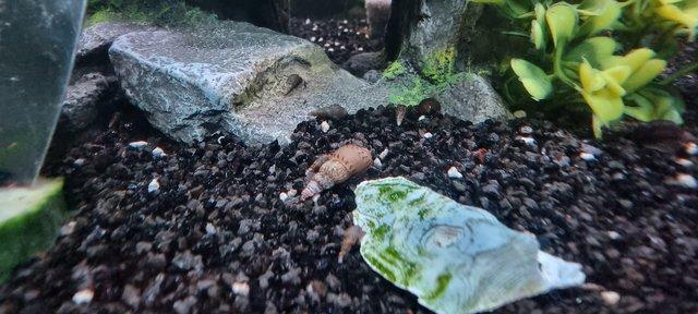 Image 4 of Malaysian Trumpet snails (PRICE IN DESCRIPTION)