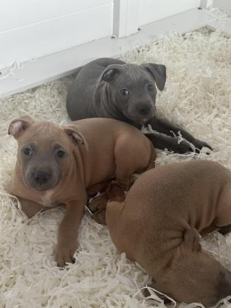 Image 1 of Staffordshire bullterrier pups ready to leave today