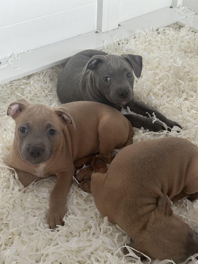 Preview of the first image of Staffordshire bullterrier pups ready to leave today.