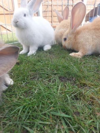 Image 2 of Beautiful Pure Breed Baby Continental Giant Rabbits