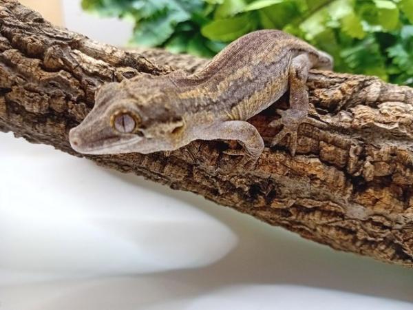 Image 4 of Baby gargoyle gecko for sale!!!