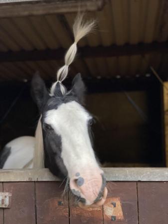 Image 6 of CONFIDENT NOVICE / MOTHER/DAUGHTER SHARE / ALLROUNDER