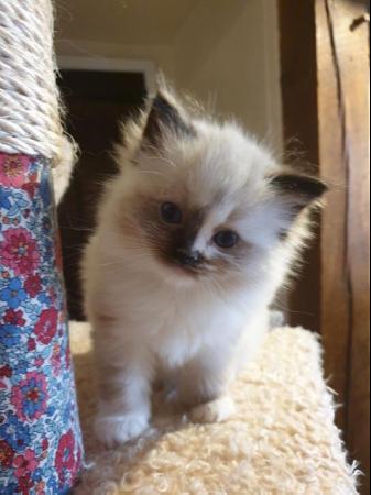 Image 11 of Pure bred Ragdoll Kittens Seal Tortie girl/Apricot cream boy