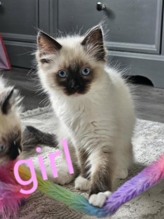 Image 4 of 4 beautiful ragdoll kittens **needing new homes**