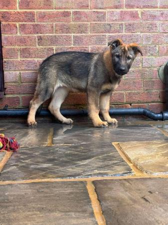 Image 4 of German Shepherd Puppies FULLY VACCINATED KC REGISTERED