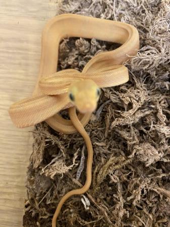 Image 10 of Baby Amazon tree boas11 baby’s all eating well  3,5,6 sold