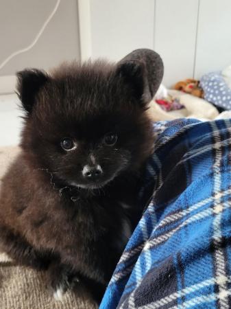 Image 14 of Pomeranian puppies ready now