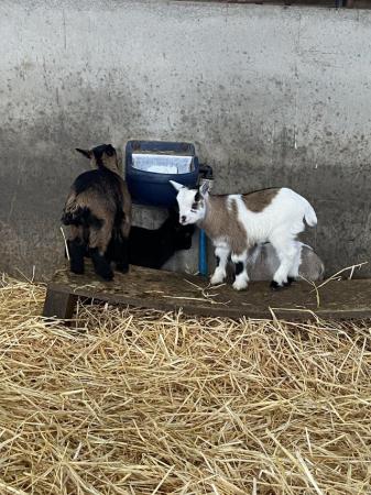 Image 3 of Pygmy goats for sale from pedigree registered parents