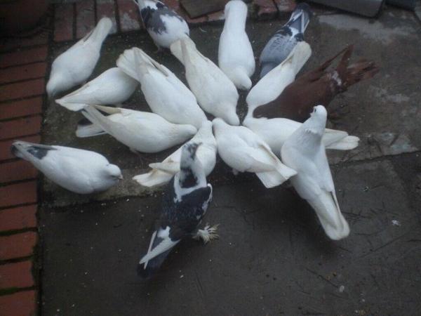 Image 2 of WHITE PIGEONS FOR SALE. coks and hens
