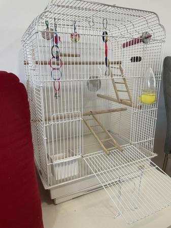 Image 9 of adorable male budgie and large cage