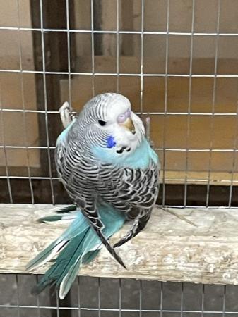 Image 1 of Baby budgies for sale lovely colours