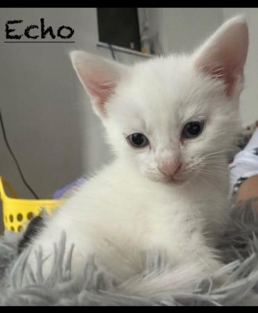 Image 6 of Pure white male kitten for sale