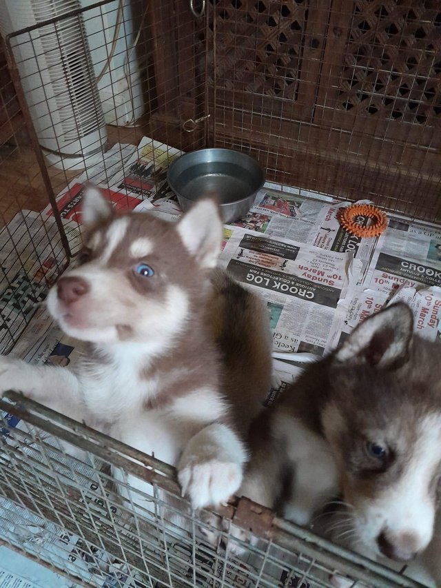 Preview of the first image of Adorable siberian huskys.