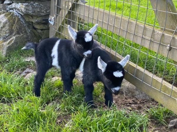 Image 2 of Two little Pygmy goat wether kids