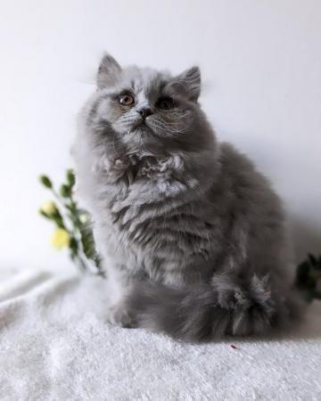 Image 6 of Gorgeous registered, British Longhair kittens ??