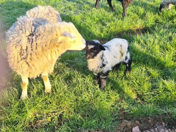 Image 5 of Older herdwick ewe with Valais Black Nose Ewe lambs
