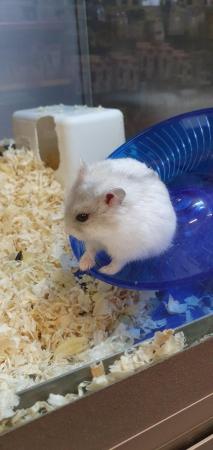 Image 6 of Winter White Dwarf Hamsters available