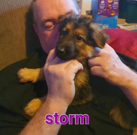 Image 4 of German Sheppard puppies ready now