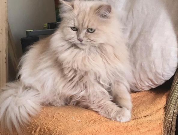 Image 2 of SIBERIAN FEMALE CAT 6 YEARS OLD