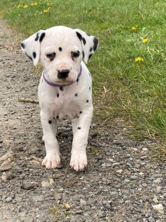 Image 9 of KC registered Dalmatian Puppies