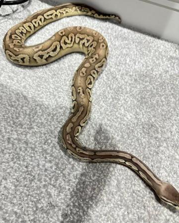 Image 7 of *REDUCED* BALL PYTHONS MALE & FEMALE FOR SALE