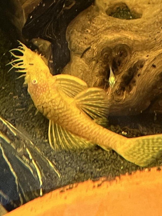 Preview of the first image of Albino pleco. Adult proven male. £20.