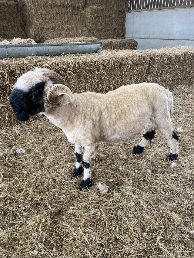 Preview of the first image of Valais Blacknose ram - 2yr old.