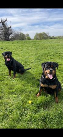 Image 13 of Beautiful chunky Rottweiler puppies