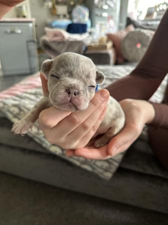 Image 19 of French bulldog Puppys quality litter PP avail