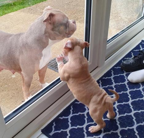 Image 3 of Lilac/fawn/tri pocket bully puppies for sale