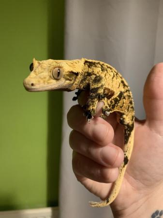 Image 5 of Male Crested gecko for sale
