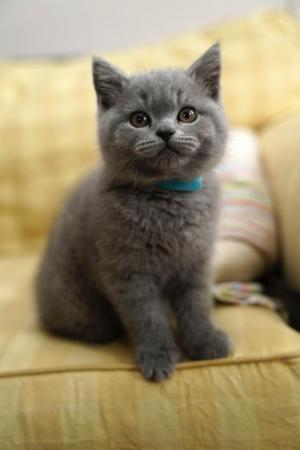 Image 1 of British Short hair kittens