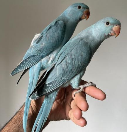 Image 1 of Handreared Silly Tame Baby Blue Ringneck Parrots