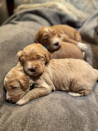 Image 1 of Adorable Double Doodle Puppies for sale