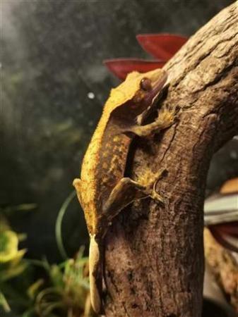 Image 4 of Various Crested Geckos ready for sale