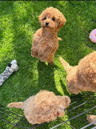 Image 8 of MINIATURE POODLE PUPPIES ONLY 2 RED GIRLS AND 1 BOY LEFT !!!
