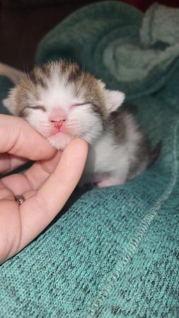 Image 4 of RESERVED - beautiful polydactyl (extra toes) kitten