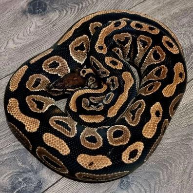 Preview of the first image of Blackhead Spotnose pos Het Albino Male Ball Python.