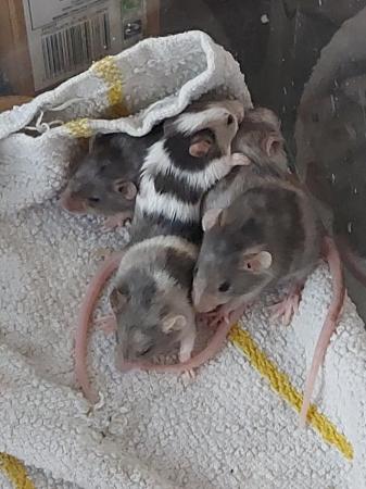 Image 4 of Mice various ages and colours  male and female