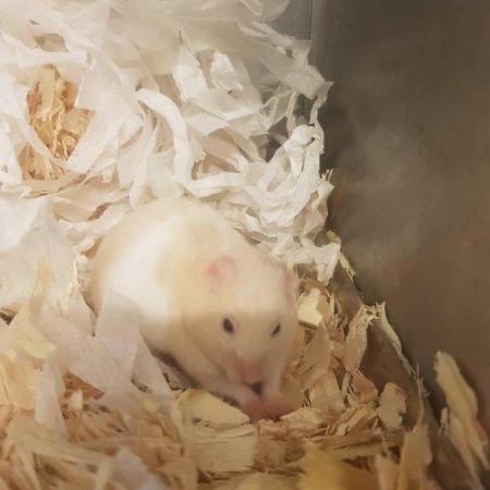 Image 2 of Look!  Hamsters available.......