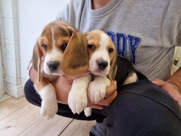 Image 3 of Adorable beagle puppy - ready for a new home