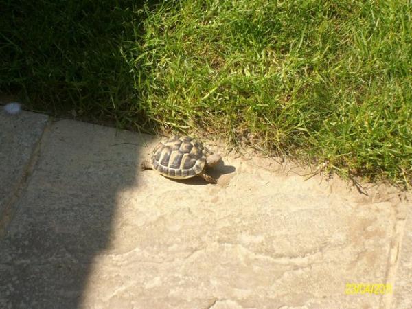 Image 2 of Male marginated Tortoise