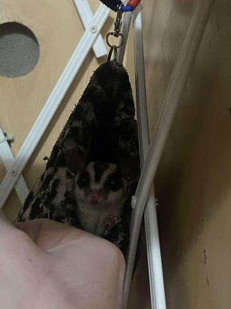 Image 5 of 7/8 month old male sugar glider and set up