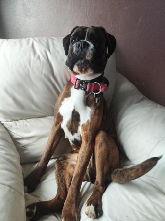 Image 4 of Boxer female brindle and white for sale