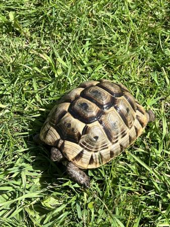 Image 4 of Spur Thighed Tortoise 2021